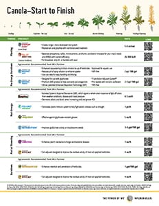 Canola – Start to Finish