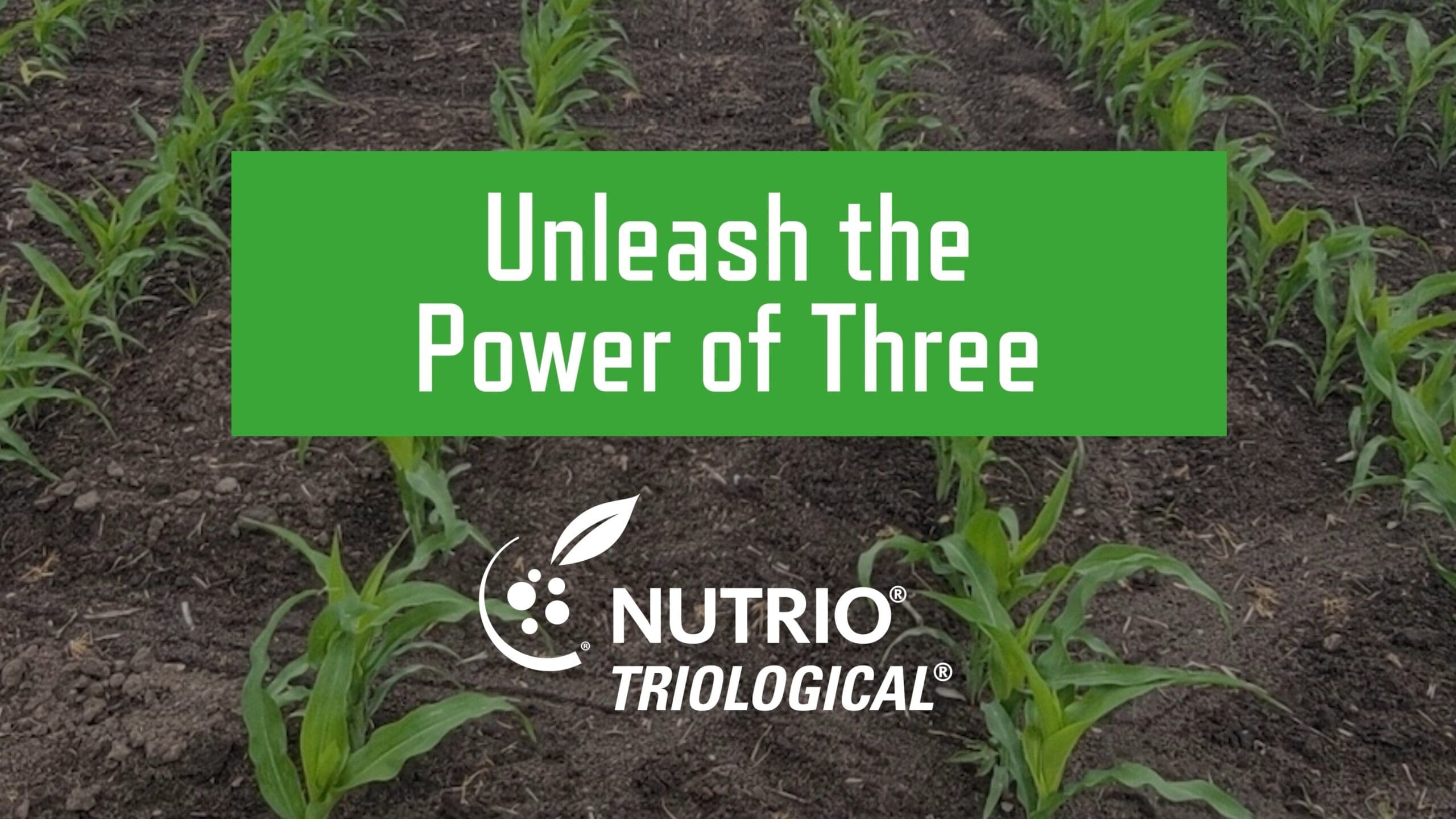 Unleash the Power of Three with NUTRIO TRIOLOGICAL